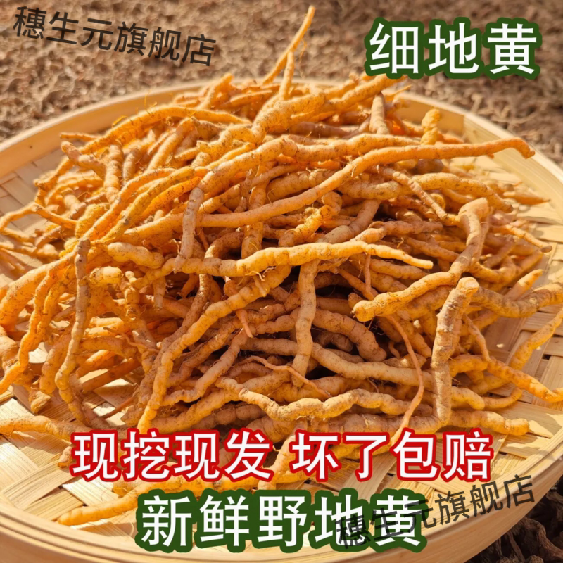 野生细地黄现挖现发中药材泡酒