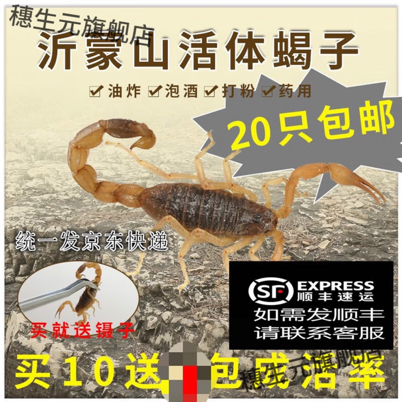 活全蝎药材沂蒙山体王十