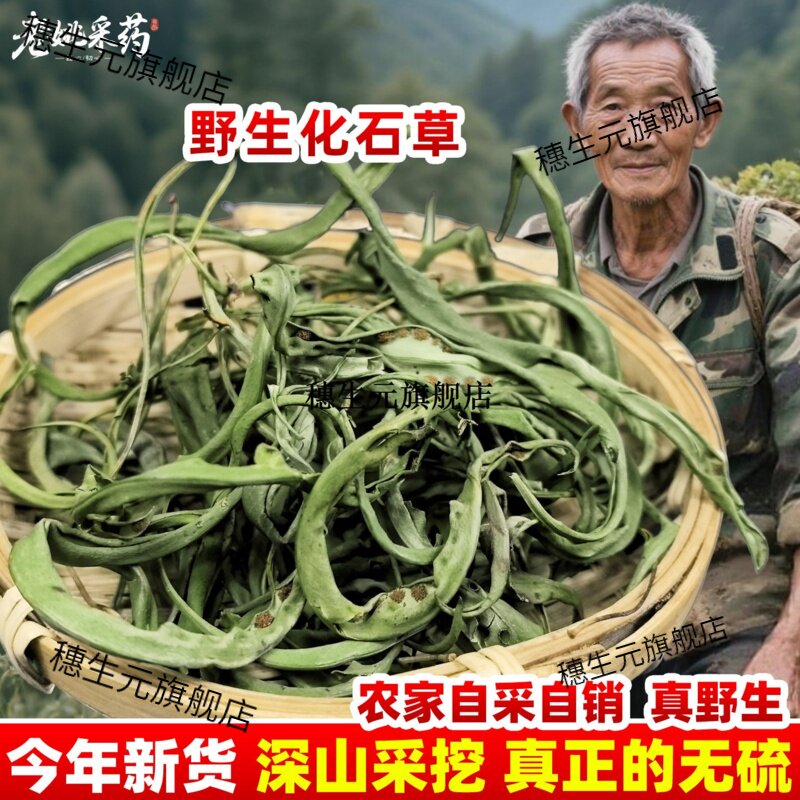 云南化石草大叶肾精茶嗷叫