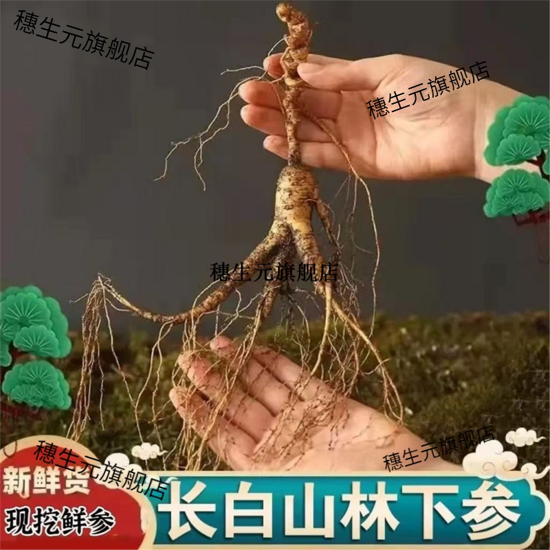 东北林下籽参新鲜长白山移