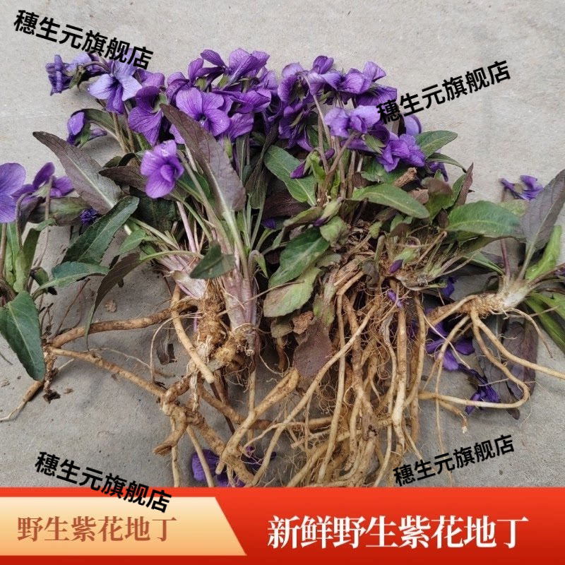 野生新鲜犁头草紫花地丁