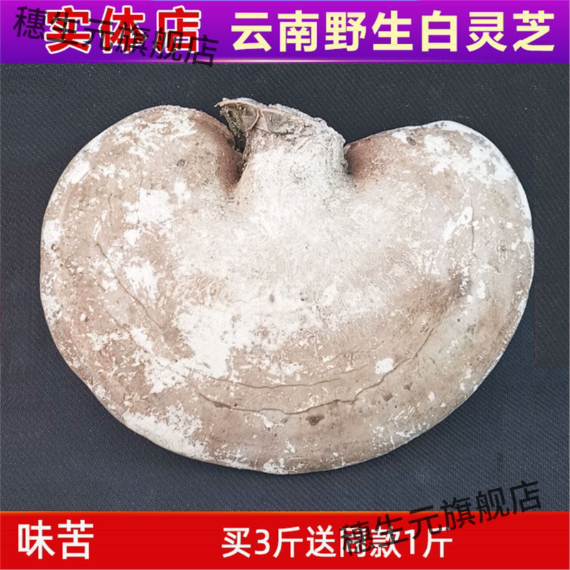 野生白灵芝云南产天然整株