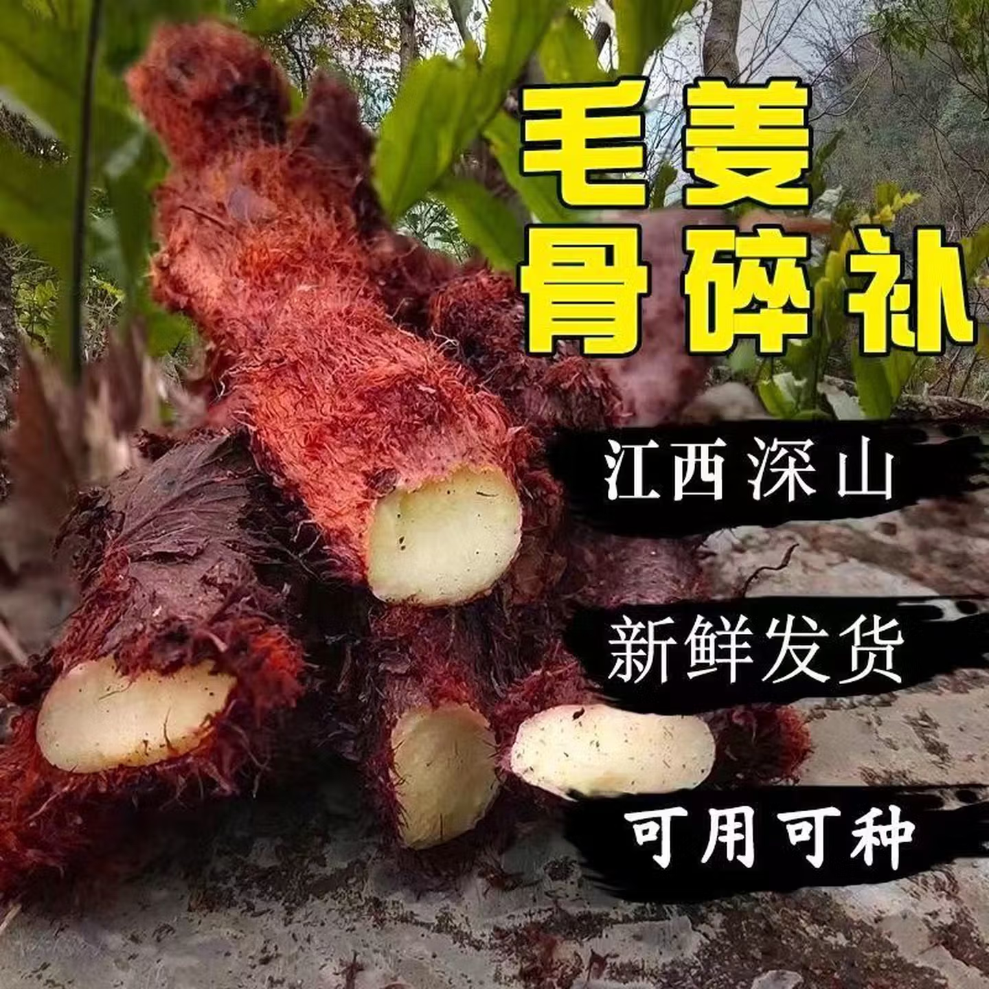 江西野生骨碎补爬岩姜接