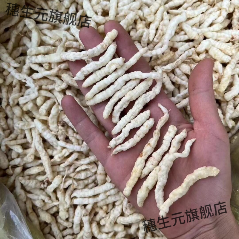 特级白虫草泽兰根秋冬煲汤泡水