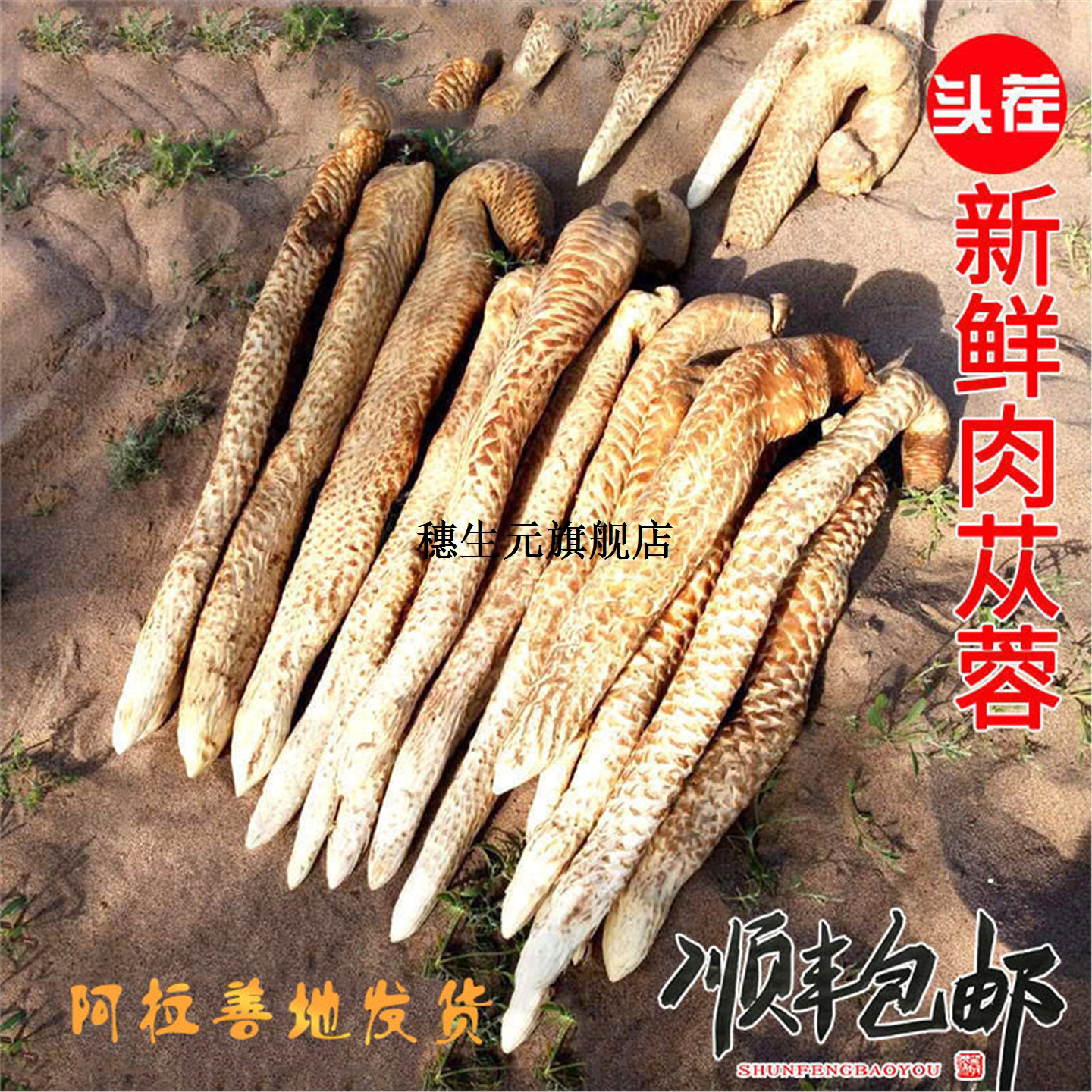 肉苁蓉新鲜材整根内蒙古阿
