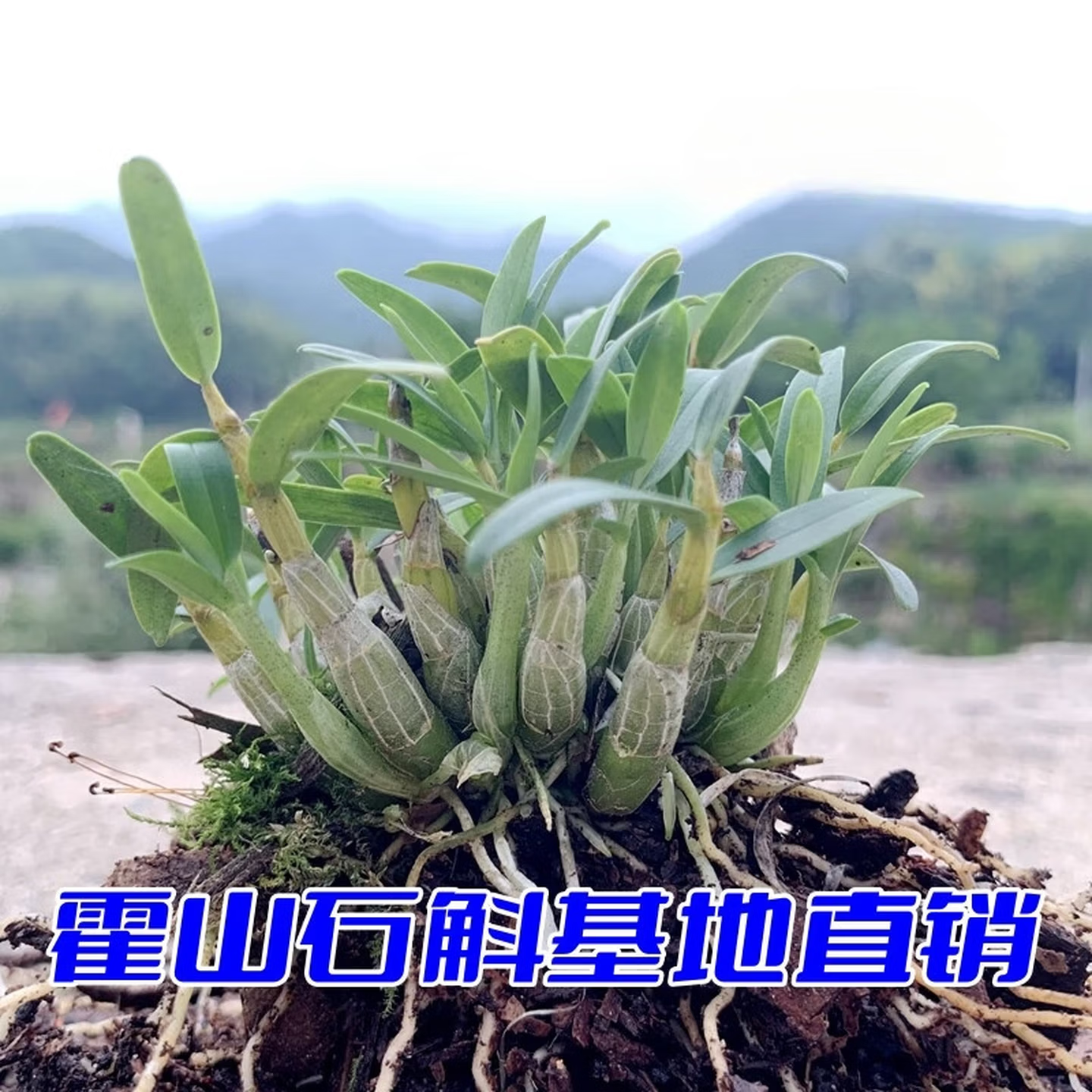 正宗霍山石斛矮壮盆景苗