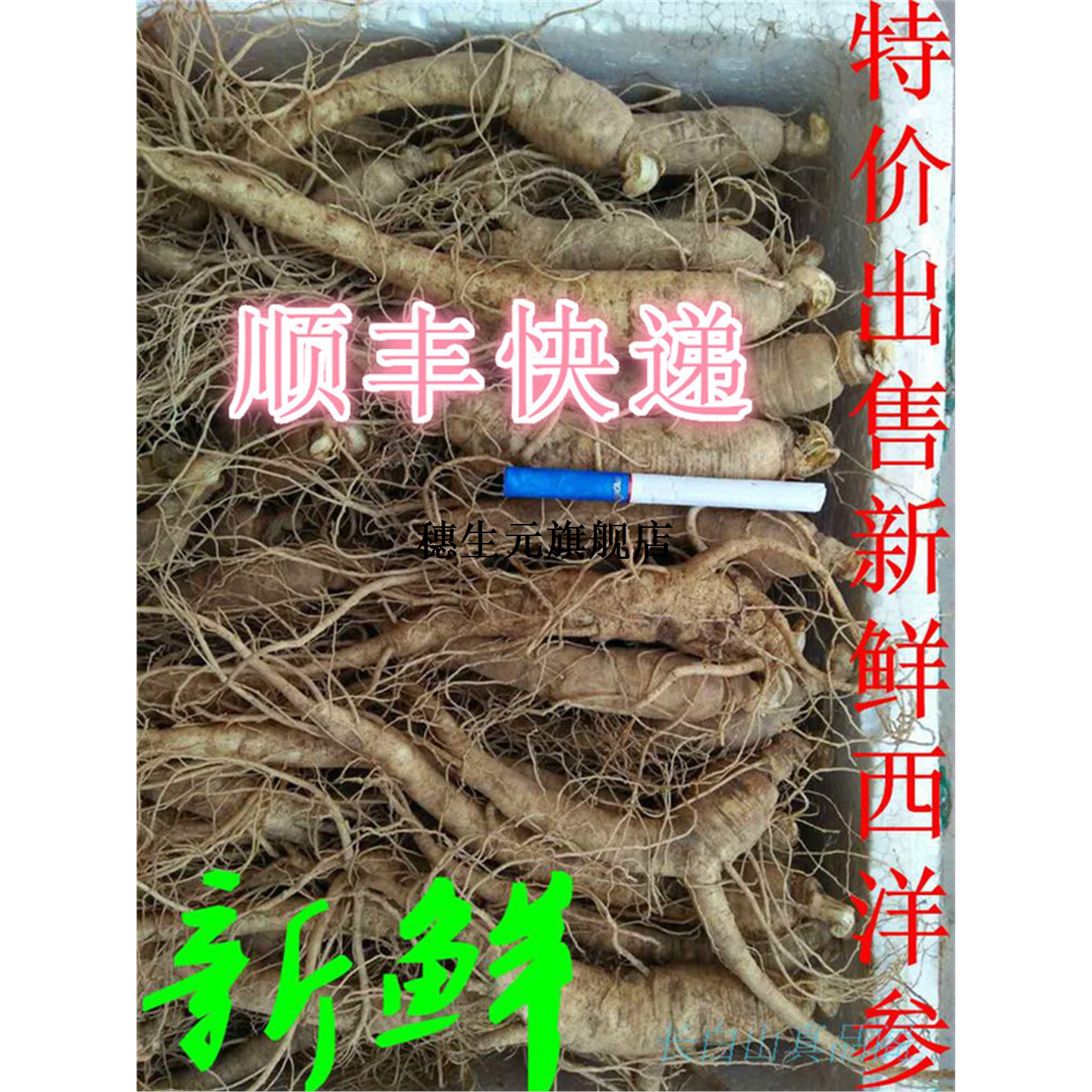 长白山现挖新鲜西洋参花旗