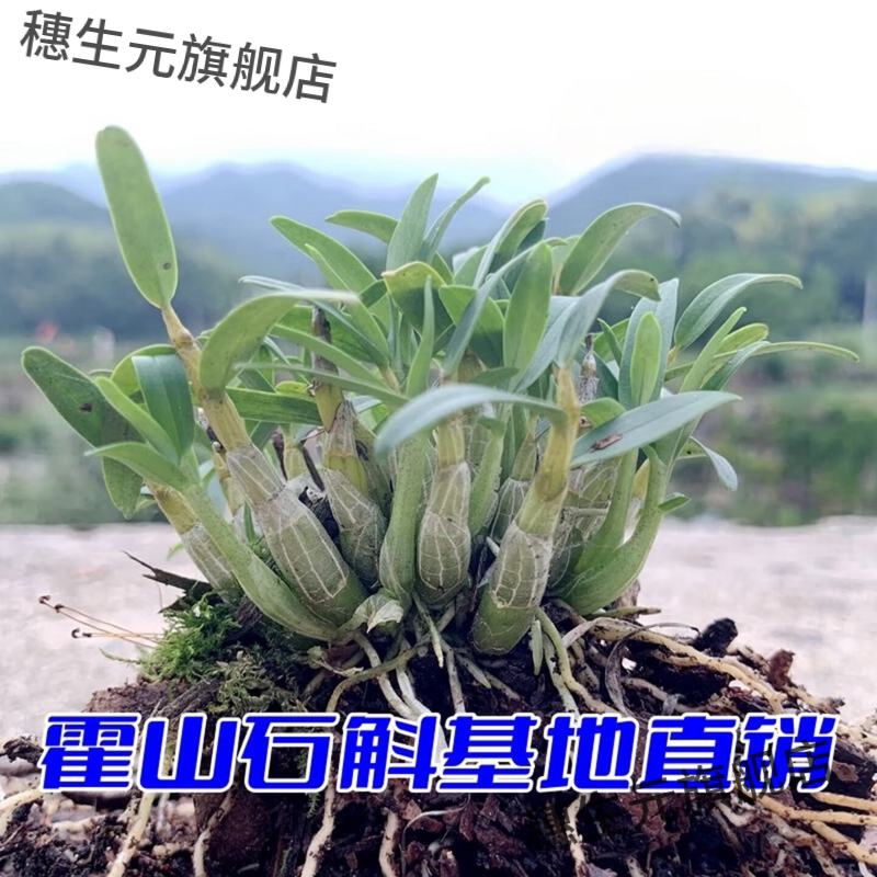 正宗霍山石斛苗米斛盆景矮壮品种超铁皮石斛盆栽鲜条枫斗 霍