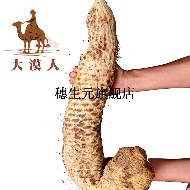 肉苁蓉新鲜材整根内蒙古阿