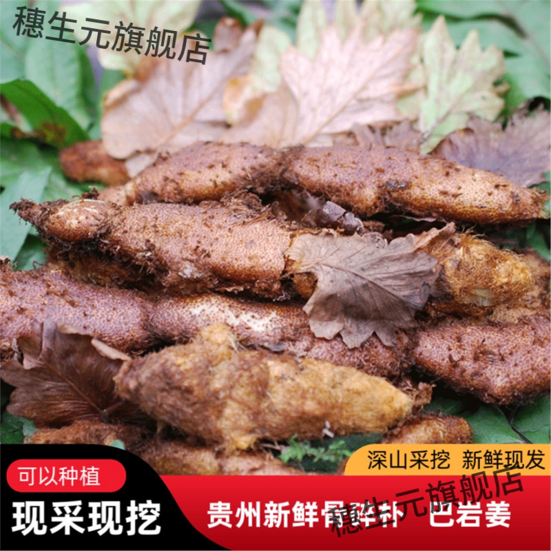 野生鲜骨碎补泡酒熬汤新现