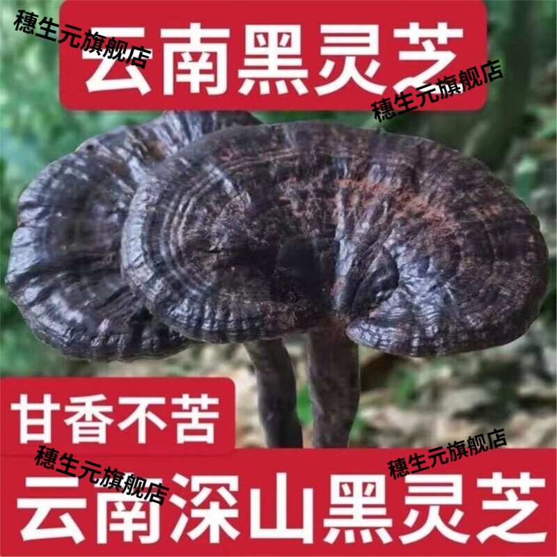 野灵芝云南深山生黑整朵可