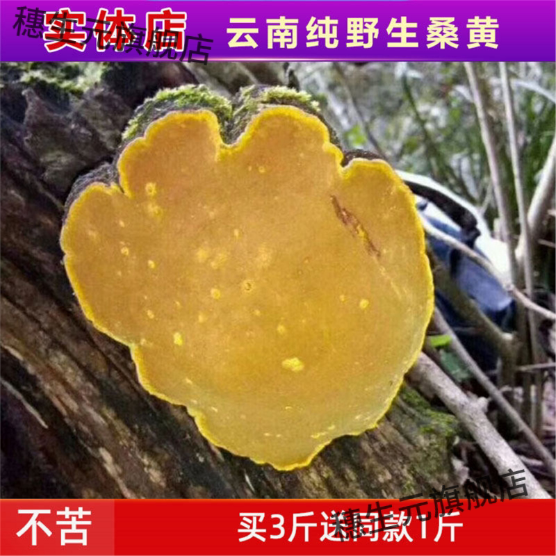 桑黄 野生云南天然整个桑树桑黄灵芝500克 免费切片 买3斤送1斤