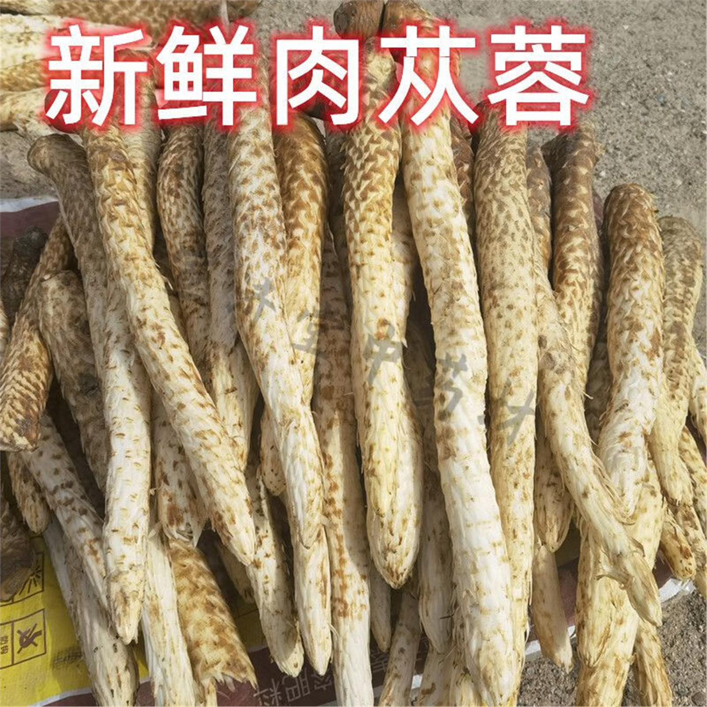 阿拉善新鲜肉苁蓉泡酒煲汤