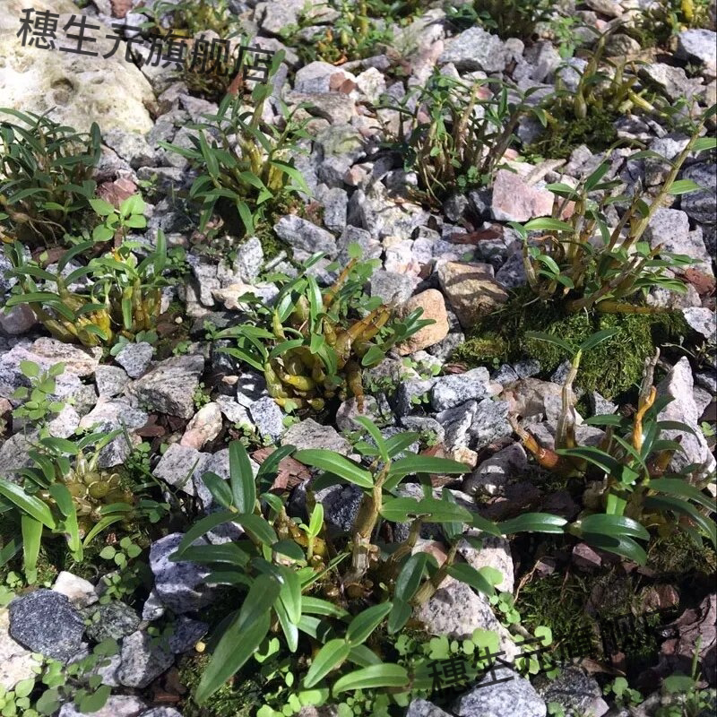 正宗霍山铁皮石斛苗米原产