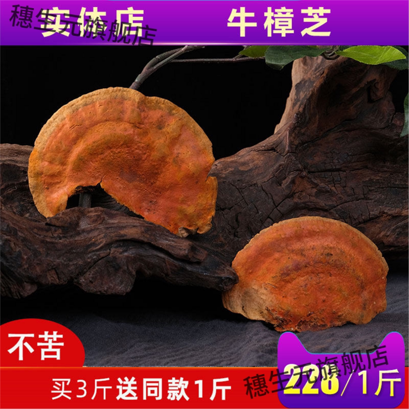 正宗野生牛樟芝云南深山红灵芝 血灵芝500克三斤送一斤