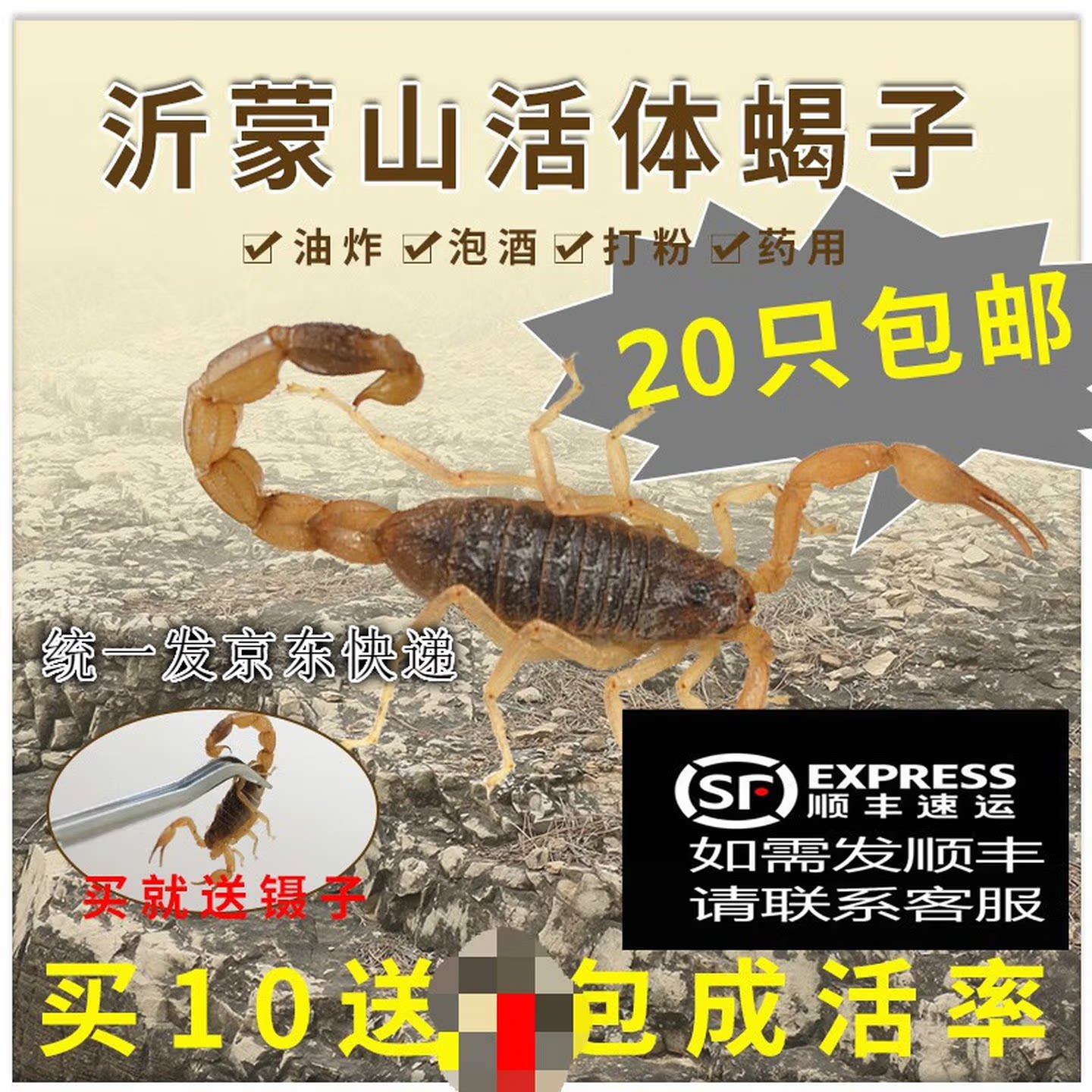 活全蝎药材沂蒙山体王十