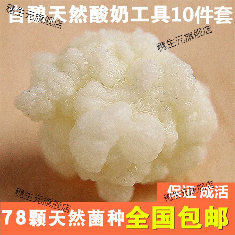 西藏雪莲菌种灵菇天山开菲