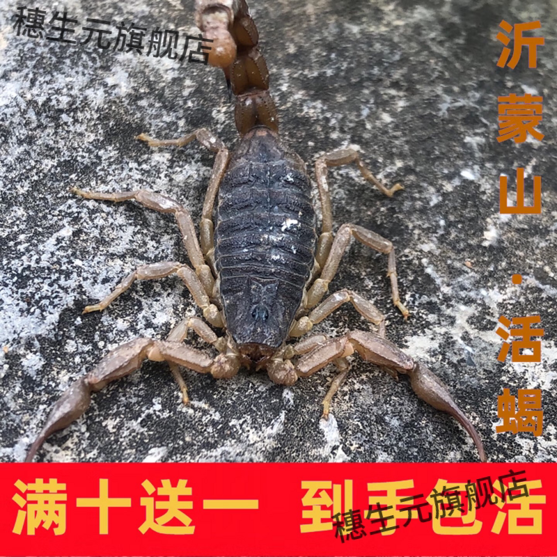 活蝎子正宗沂蒙山野性十足