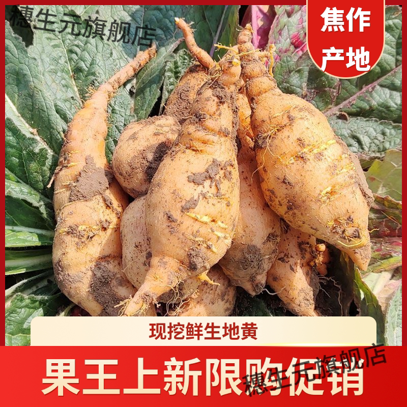 焦作鲜生地黄正品可榨汁泡酒