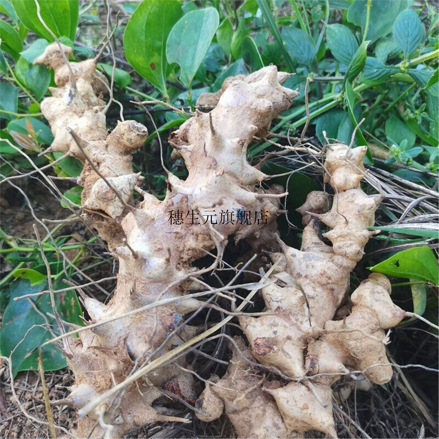 新鲜金刚藤根深山现挖现发