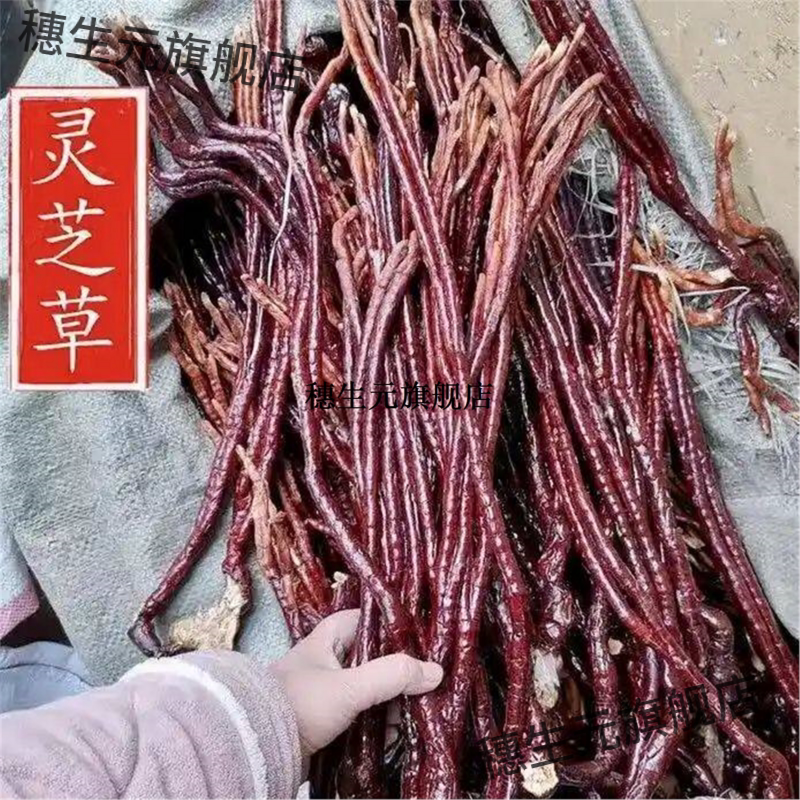 长白山整枝灵芝草泡酒材料