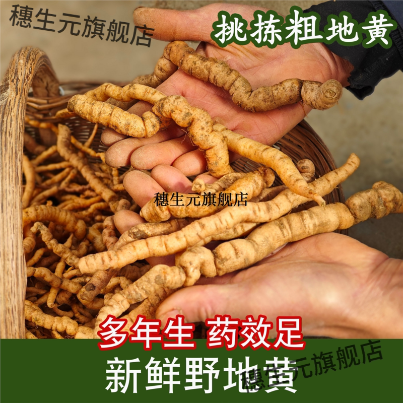 河南地黄野生根新鲜髓材细