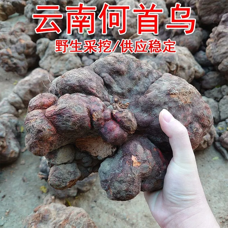 云南正宗野生何首乌鲜货泡酒洗发