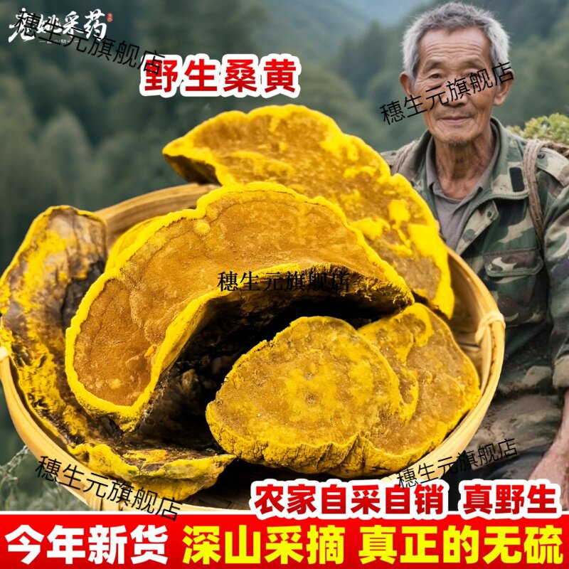 野生桑黄西藏高原香格里拉