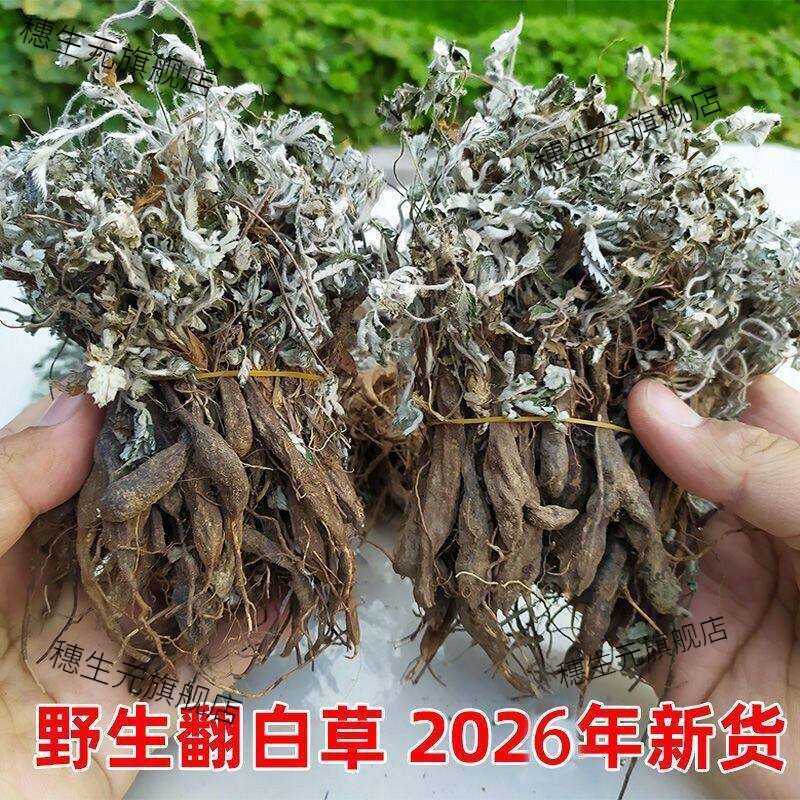 2026野生翻白草整颗带根晒干