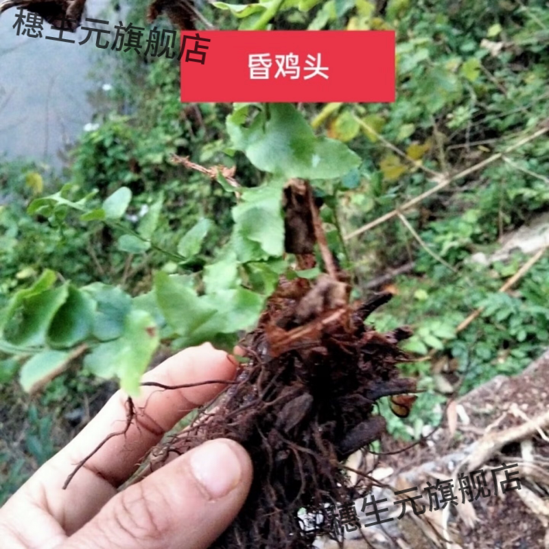 野生乌鸡头昏草药贯众材