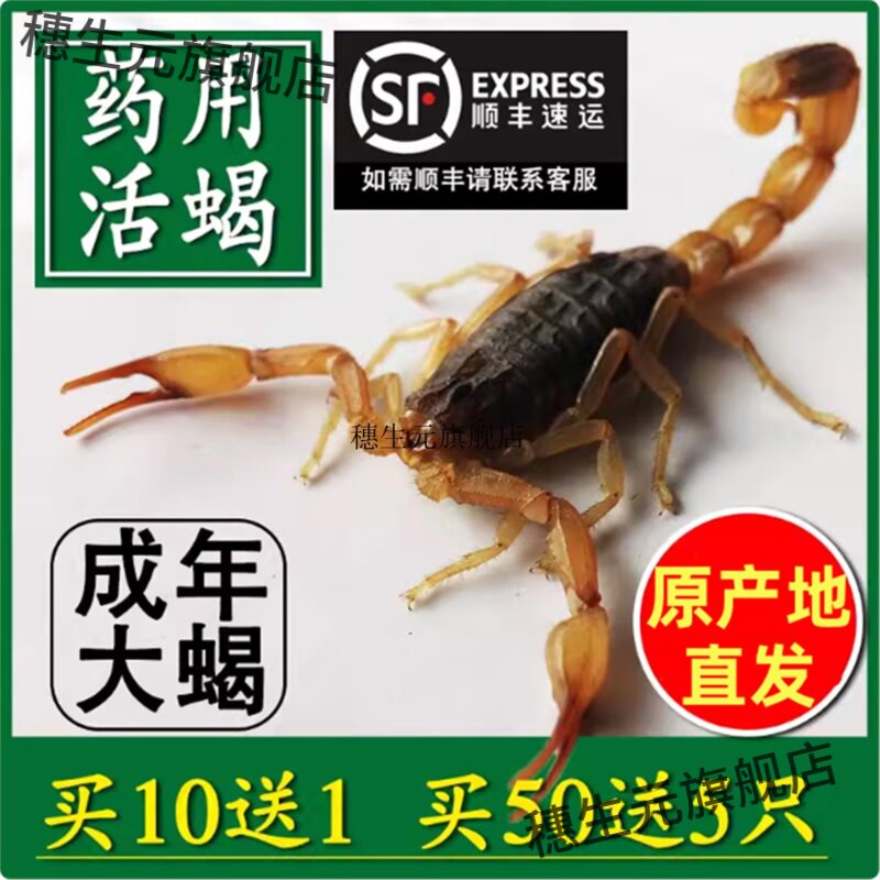 蝎子活体野性全正宗沂蒙十