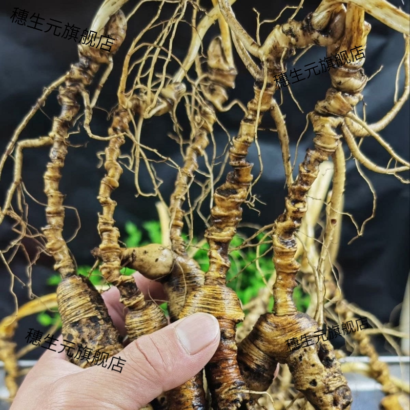 20-30年林下参高残鲜人微