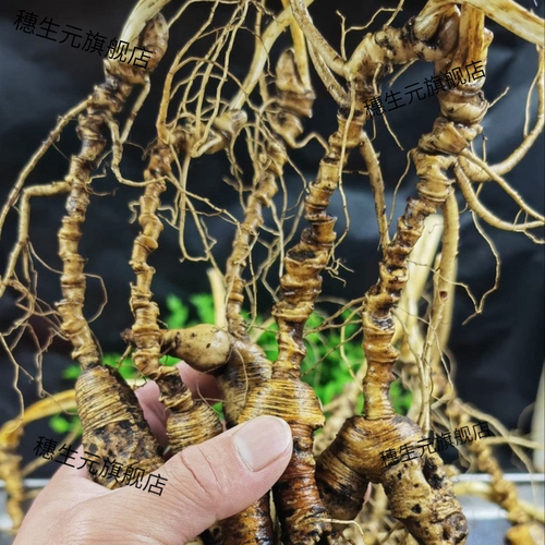 20-30年林下参高残鲜人微