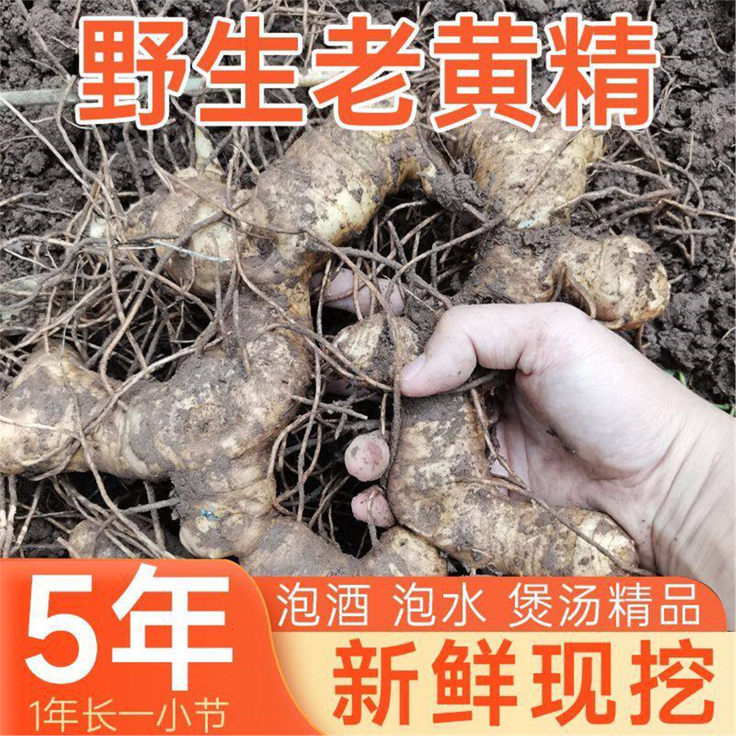 贵州正宗野生黄精深山特产