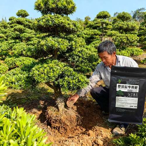 翠松堂基地防烧根防黄叶罗汉松专用氮磷钾肥料