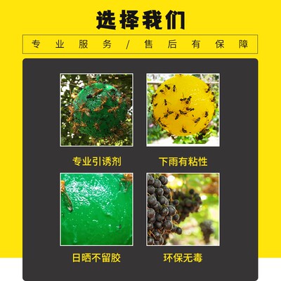 诱蝇球果树防虫柑橘大小船长花园诱捕器诱粘剂引诱剂厨房小飞虫板