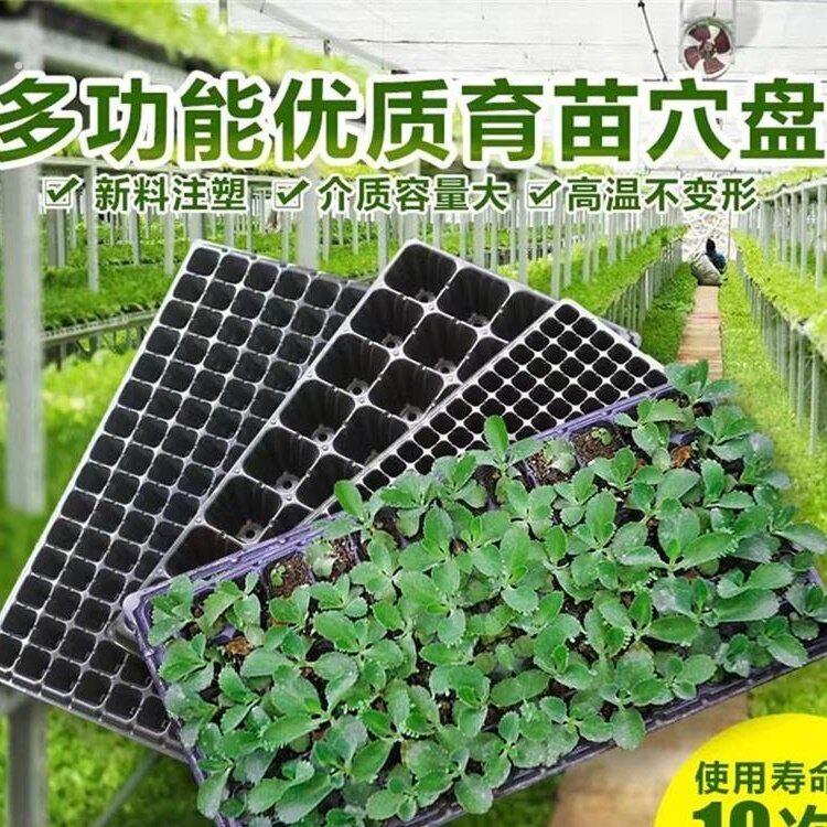 厂家直销托盘培育苗盆优质格子扦插塑料育苗箱播种器菜园种菜培育