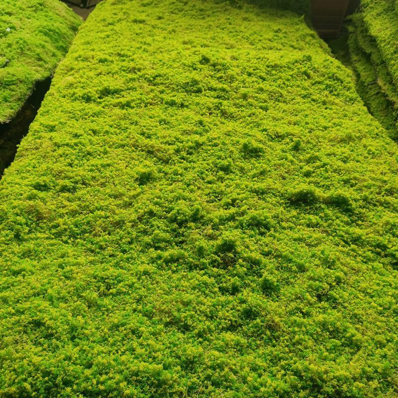 彷真草皮青苔植物假苔藓墙装饰橱窗造景加厚绿色坪地毯草坪配材