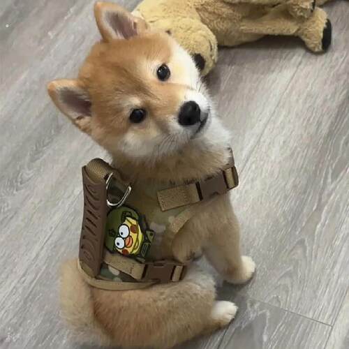 战术狗狗胸背带牵引绳背心式中小型犬柴犬柯基可调节外出遛猫绳