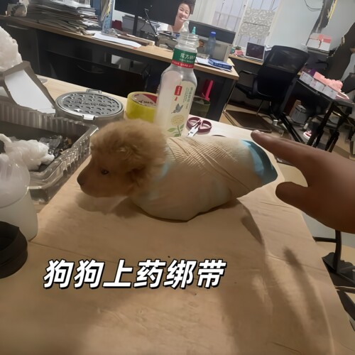 狗狗伤口上药包扎防舔舐胶带1！