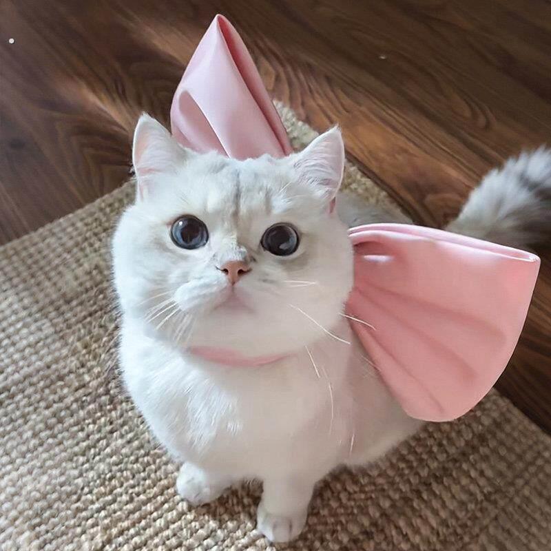梦中情猫猫咪围脖可调节宠物项圈夏天公主风大号蝴蝶结可爱装饰品