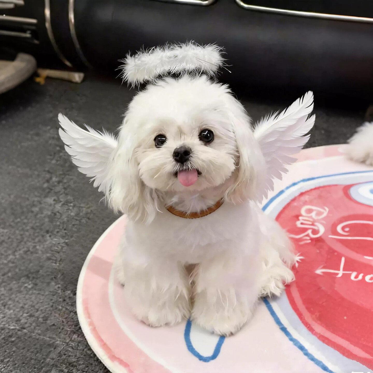 【狗使】天使羽毛翅膀道具宠物狗狗背部装饰小型犬氛围感出片神器