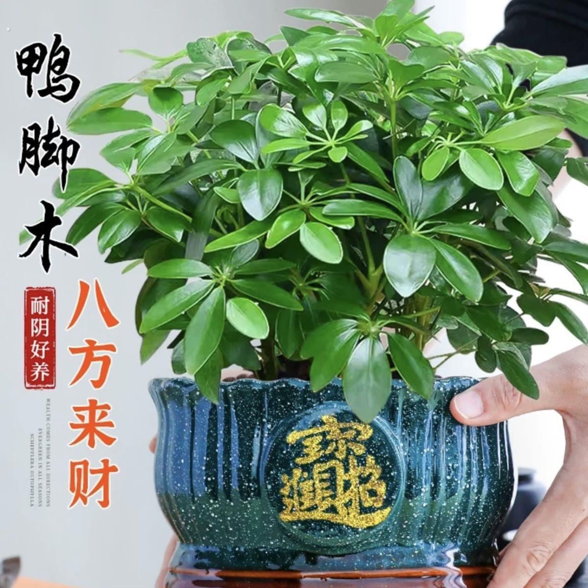 八方来财鸭脚木盆栽好养活植物办公室内绿植七叶莲吸甲醛净化空气