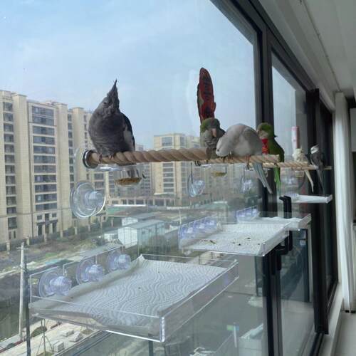 工厂好物牡丹玄凤鹦鹉空中站架缤纷游乐场鸟用彩色亚克力吸盘站杆