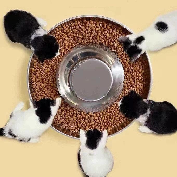 多猫食盆繁育碗大饭盘猫粮碗幼猫犬专用盆不锈钢超大号防打翻宠物