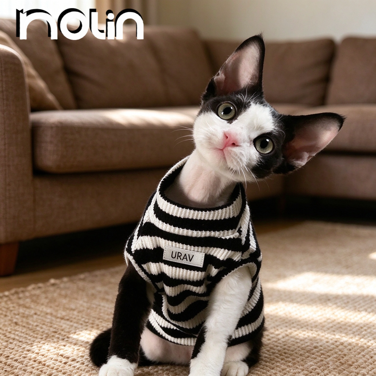 无毛猫衣服保暖洋气高级休闲背心