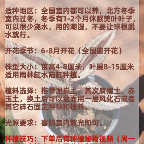 云南兰园美叶沼兰露天种植冬季休眠好养护小巧漂亮适合雨林缸种植
