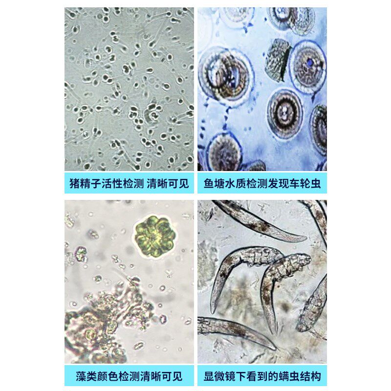 电子放大镜数码显微镜高清高倍带灯屏幕螨虫精子卵子养殖水产检测