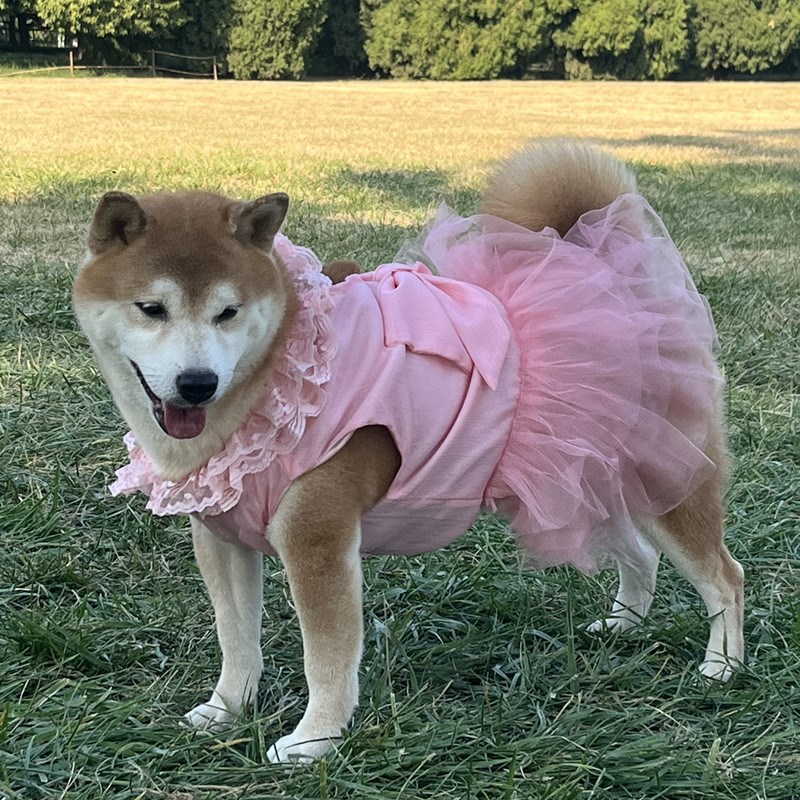 网红 小白裙 雪纺裙子宠物狗狗秋田银狐金毛春夏衣服萨摩边牧婚纱