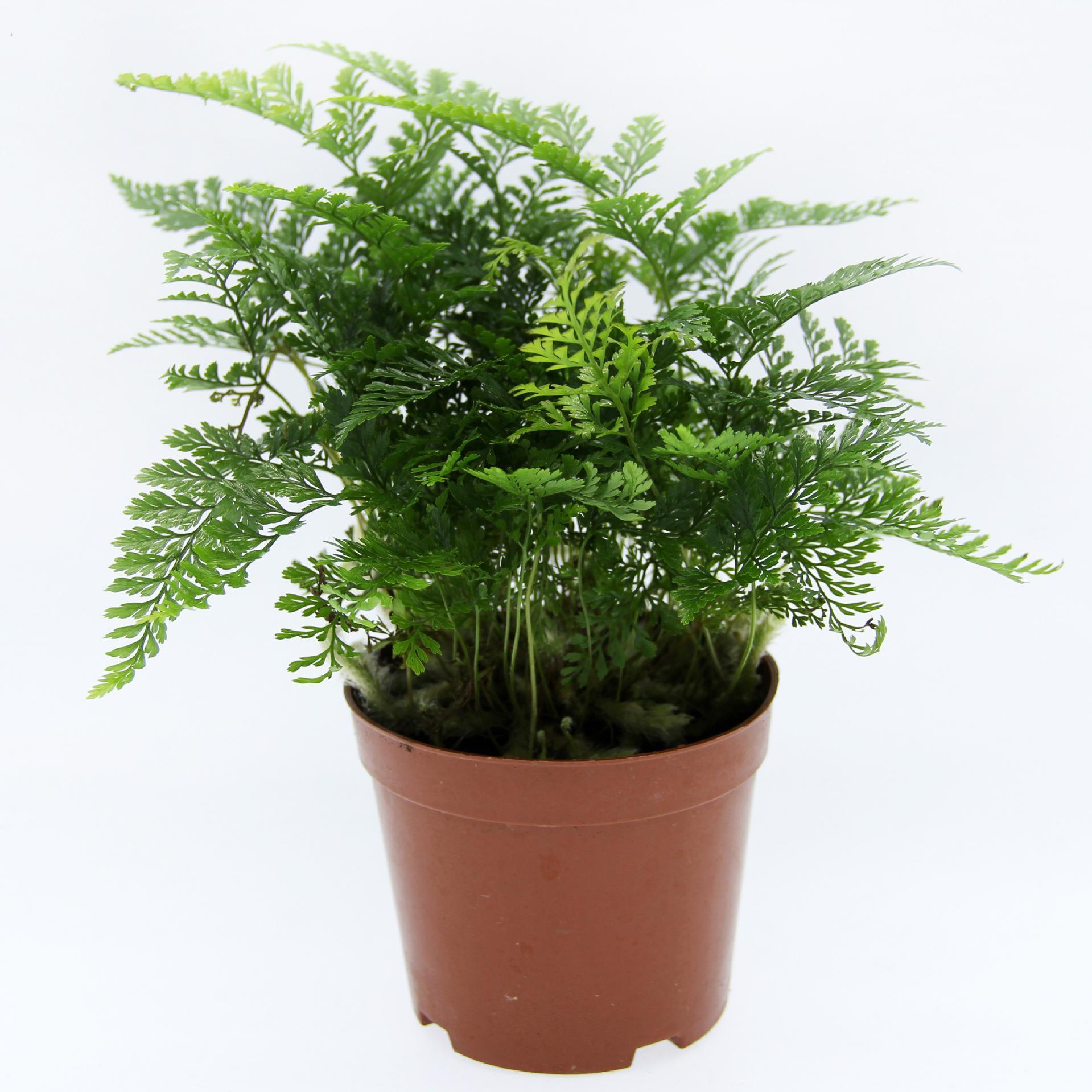 苔藓微景观制作蕨类植物 微景观植物 狼尾蕨 植物 造景盆栽